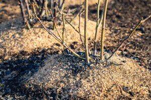 Kako pripremiti i zaštititi ruže za zimu? Evo savjeta za stabilan proljetni rast