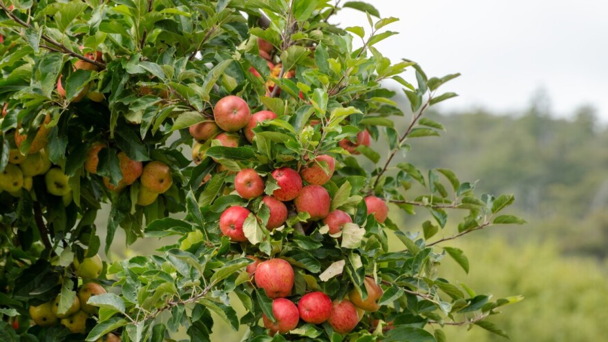 Uspješno suzbijanje jabučnog savijača