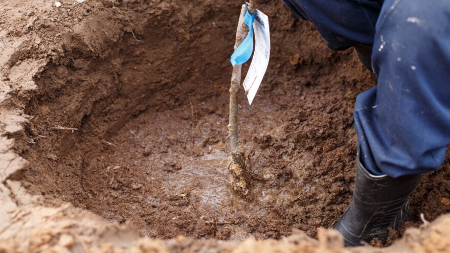 Proljetna sadnja voćaka