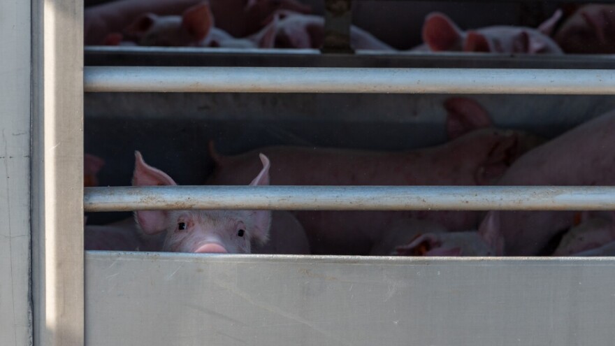 Svinjogojci protiv uvjetovanja premija sa "16 prasadi": "Uvoznički lobi kreira pravilnik"