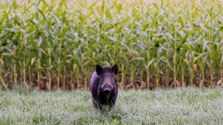 Muke ratara: Suša odnela dve trećine roda kukuruza, ostalo "obrale" divlje svinje