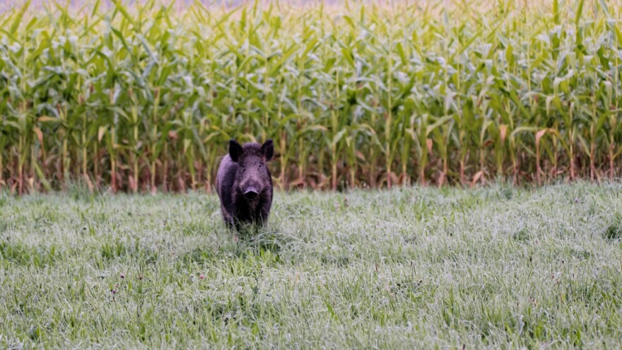 Divlje svinje u kukuruzu: Šta mogu učini vlasnici usjeva, a šta lovci?