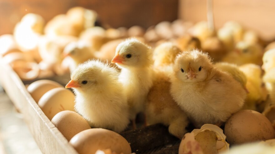 U požaru izgorjeli pilići