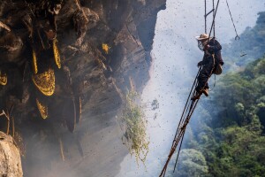 Kratki filmovi o "ludom“ medu sa Himalaje u Nepalu