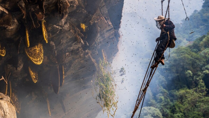 Kratki filmovi o "ludom“ medu sa Himalaja u Nepalu