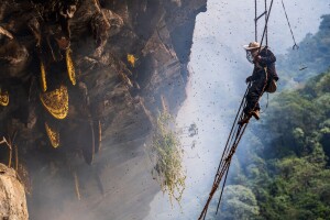 Kratki filmovi o "ludom“ medu s Himalaje u Nepalu
