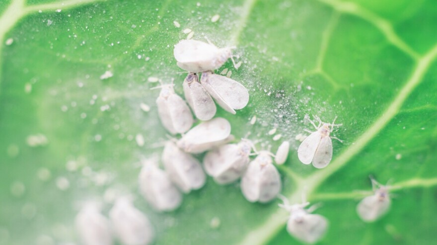 Kupusni štitasti moljac: Kako suzbiti bijele mušice na povrću?