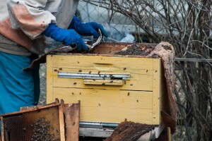 Oksalna kiselina u borbi protiv varoe - kako?