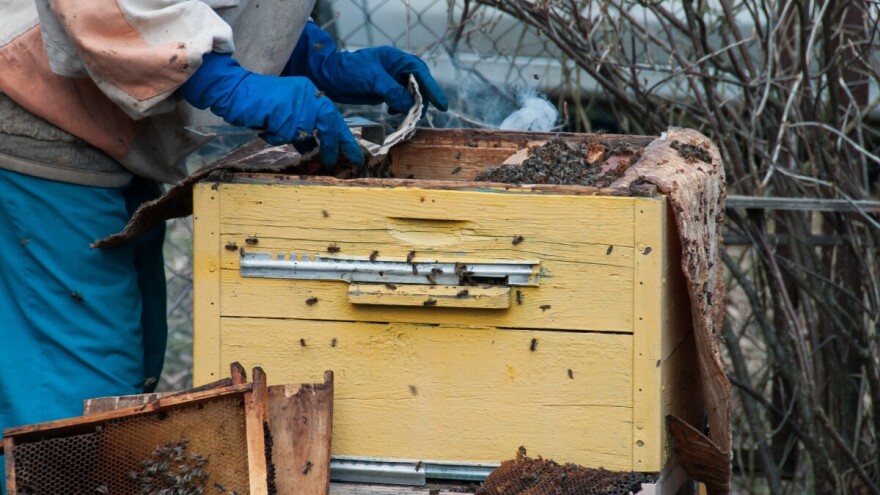 Savez pčelara predstavio prvu strategiju protiv klimatskih promena. Šta donosi?