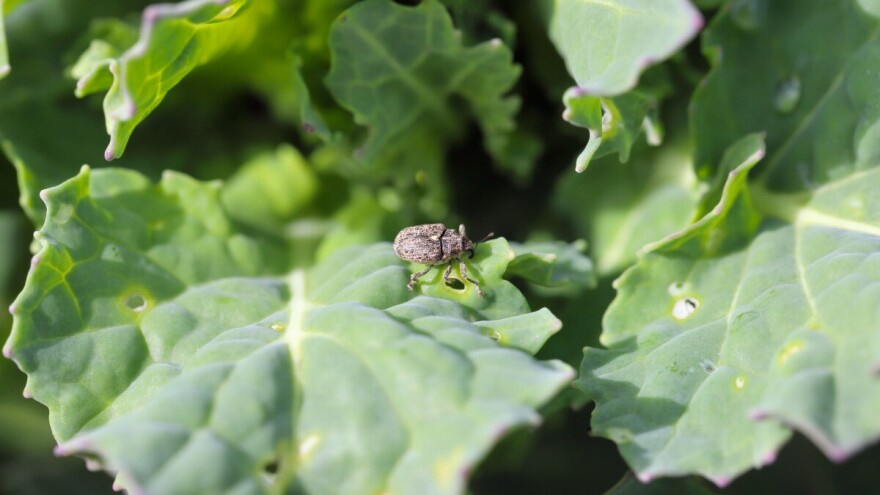 Suzbijanje crne repine pipe: Kada i kako?