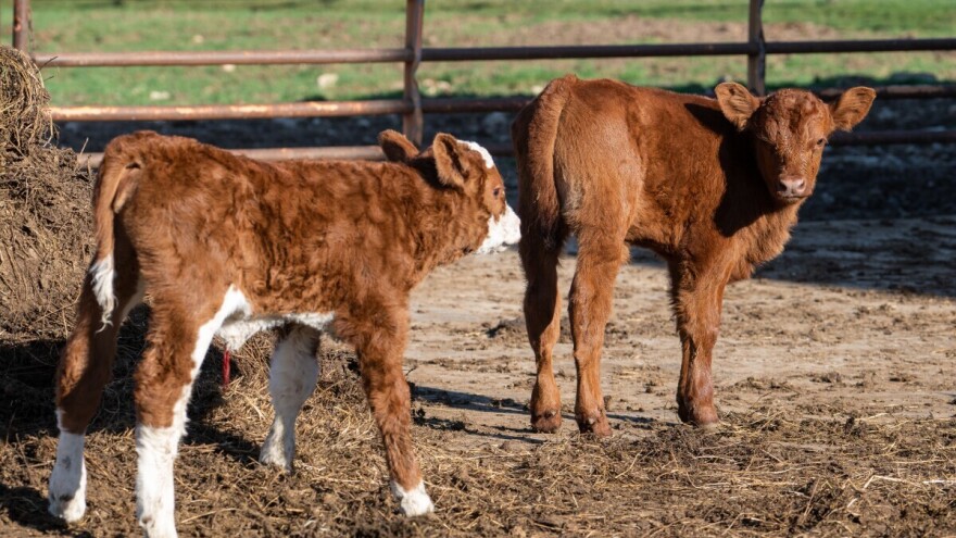 Kako prepoznati grlo koje donosi veći profit, i to već s 15 dana starosti?