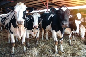Snabdevanje mlekom ostaje stabilno u EU - šta je sa govedinom?
