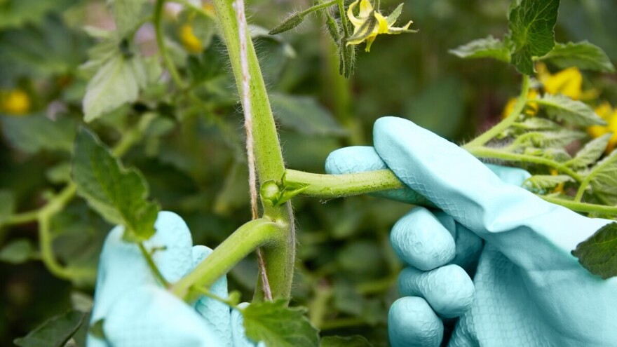 Plastenik pun, ali plodovi mali? Proverite da li ste uradili ovo na vreme!