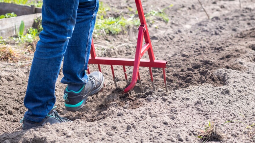 Kako pripremiti gredice za jesenju sjetvu - facelija je posebno korisna