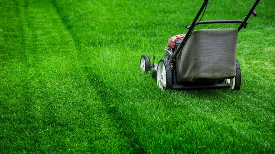 Travnjak u proljeće