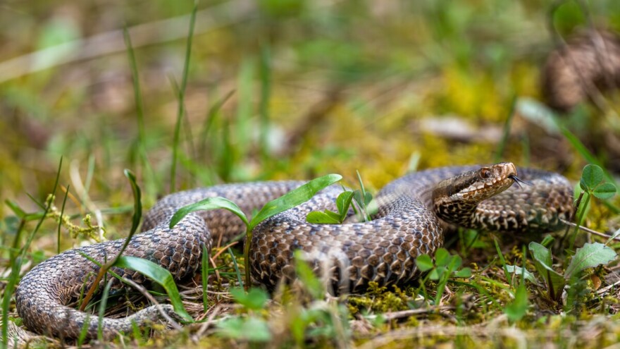 Svlače kožu i znaju sve tajne, a naši stari im ni ime nisu izgovarali