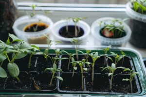 Koliko sedmica treba presadnicama prije sadnje na otvoreno – i zašto je prerana sjetva loša ideja?