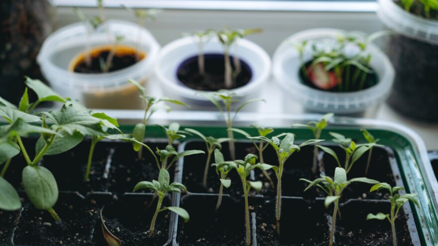 Koliko nedelja treba rasadu pre sadnje na otvorenom - i zašto je prerana setva loša ideja?