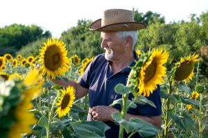Evo 10 zanimljivosti o suncokretu - iznenadićete se koliko je visok najviši