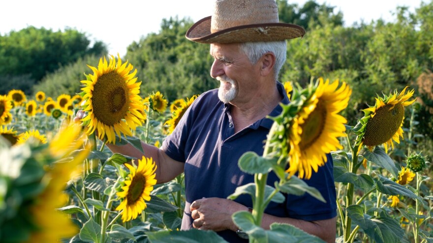 Evo 10 zanimljivosti o suncokretu - iznenadićete se koliko je visok najviši