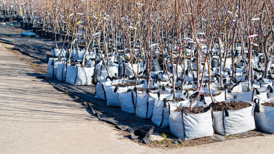Besplatna podela 9.300 sadnica voćaka - ko može da ih dobije?
