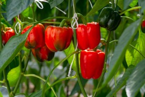 Paprika - prihrana i navodnjavanje