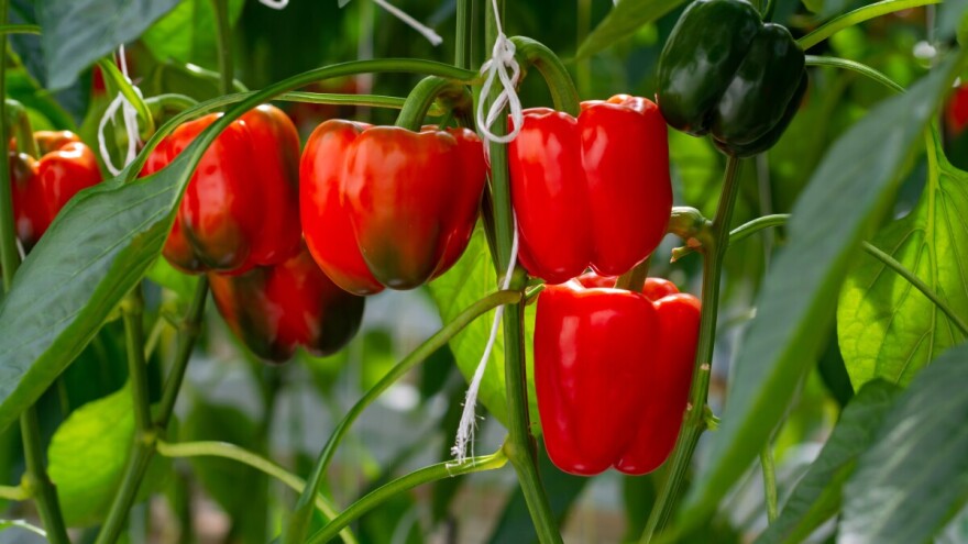 Paprika - prihrana i navodnjavanje