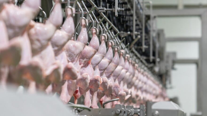 TISUP: U studenom EU bilježi najviše cijene pilećih trupova do sada, a jaja?