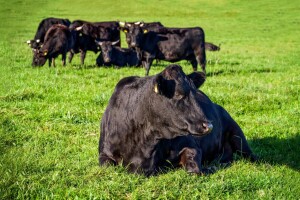 Rekord na aukciji stoke, Wagyu junica prodana za 350.000 dolara