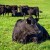 Rekord na aukciji stoke, Wagyu junica prodana za 350.000 dolara