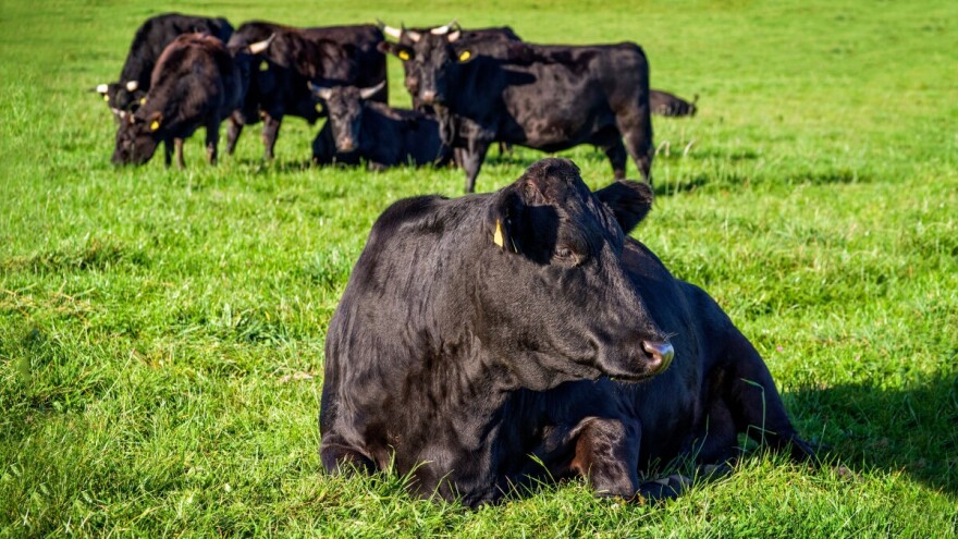 Rekord na aukciji stoke, Wagyu junica prodana za 350.000 dolara