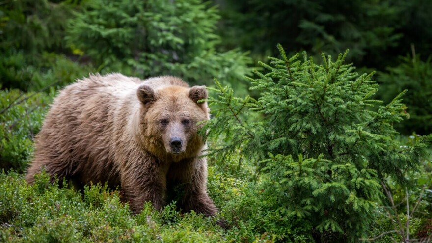 Medvedina na tanjiru: Slovačka Vlada odobrila prodaju mesa smeđeg medveda