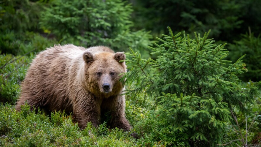 Medvjedina na tanjuru: Slovačka Vlada odobrila prodaju mesa smeđeg medvjeda