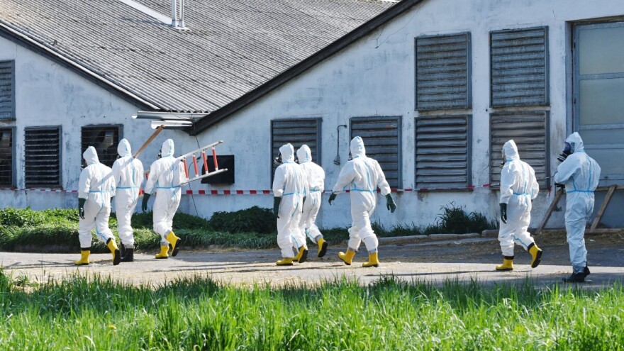 Ptičja gripa u Nizozemskoj, u 7 dana usmrćeno više od 308 tisuća brojlera, purana, nesilica