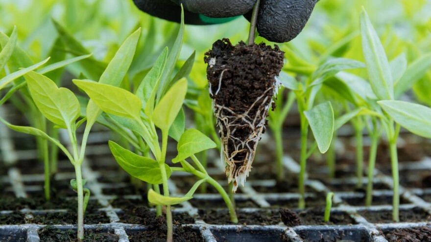 Kako prepoznati kvalitetan rasad povrća?