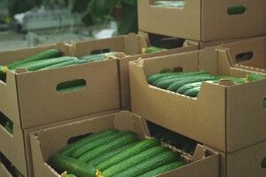 Krastavci iz Srbije zaustavljeni na hrvatskoj granici zbog nedozvoljene količine pesticida