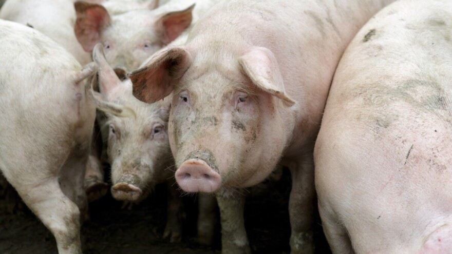 Udruženje odgajivača svinja Srbije: Nemamo dovoljno mesa za svoje potrebe