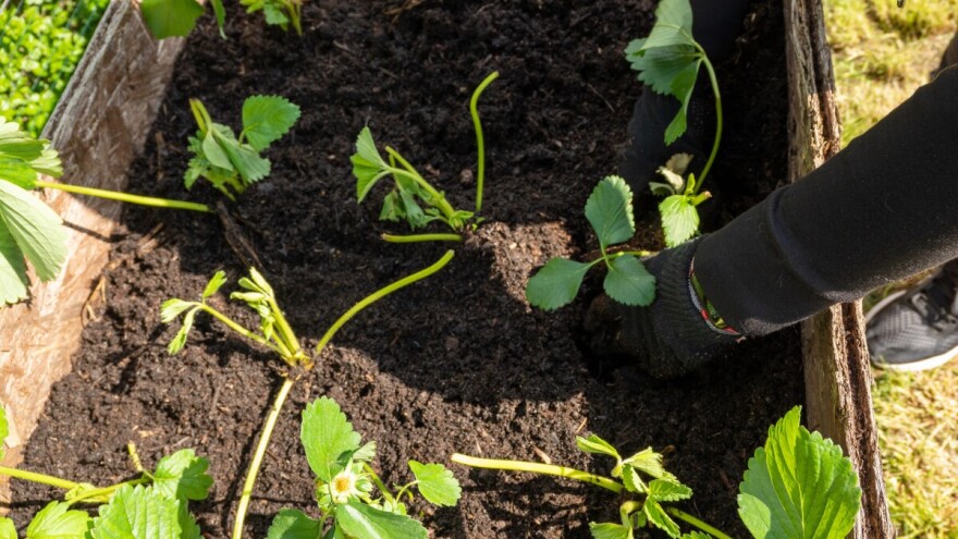 Sadnja jagoda u avgustu - kako osigurati bogat urod iduće godine?