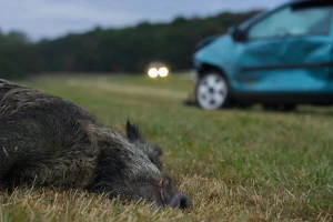 Lovci pokreću reviziju sudskih presuda o štetama od divljači u saobraćaju