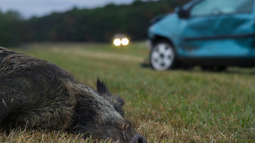 Novi slučaj afričke svinjske kuge u Njemačkoj, prvi u saveznoj državi Sjeverna Rajna-Vestfalija