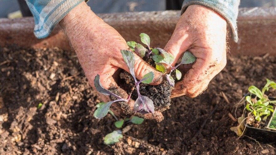 Zašto uzgajati sve popularniji ljubičasti kupus?