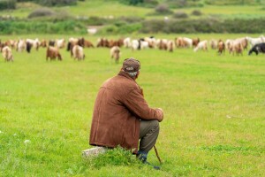 Stočarstvo u BiH: Koliko imamo goveda, ovaca, koza i svinja?