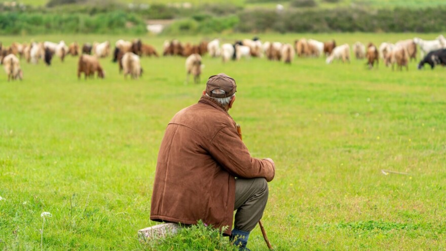 Stočarstvo u BiH: Koliko imamo goveda, ovaca, koza i svinja?