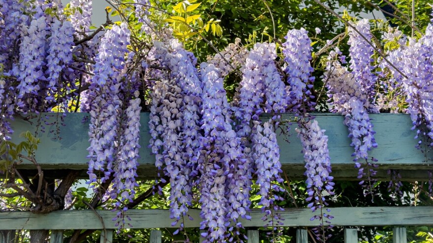Potaknite bujnu cvatnju svoje glicinije!