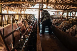 Farmeri u strahu od ponovnog izbijanja afričke kuge: "Ministarstvo reaguje kao mrtva svinja"