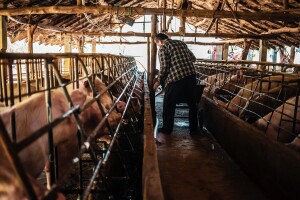 Farmeri u strahu od ponovnog izbijanja afričke kuge: "Ministarstvo reaguje kao mrtva svinja"