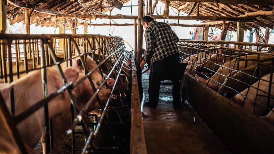 Farmeri u strahu od ponovnog izbijanja afričke kuge: "Ministarstvo reaguje kao mrtva svinja"