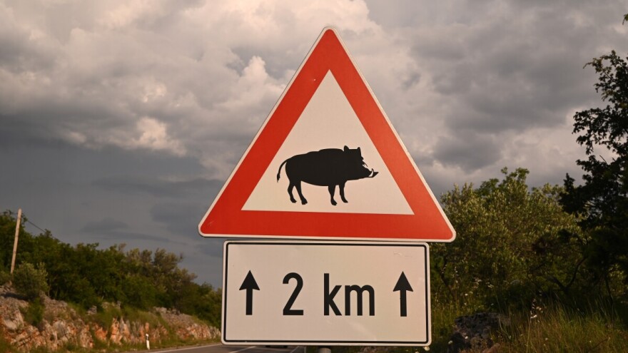 U jednom danu pet naleta na divljač, vozač autobusa naletio na krdo divljih svinja