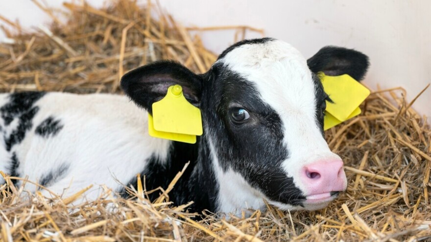 Tele Hilda će ispuštati manje metana?