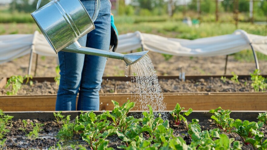 Što ne raditi u vrtu: Evo 5 klasičnih početničkih grešaka